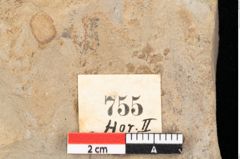 Foto (Detailsansicht) von Quercus palaeoilex Ettingshausen (NHMW-GEO-2024-0188-0755)